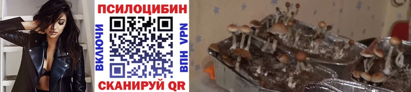 закладки  Прохладный  Псилоцибиновые грибы MAGIC MUSHROOMS 